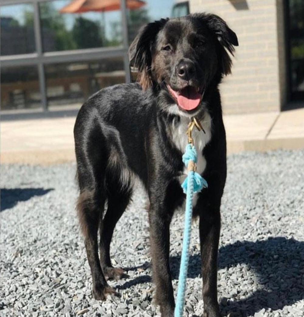ROPE LEASH - PASTEL RAINBOW